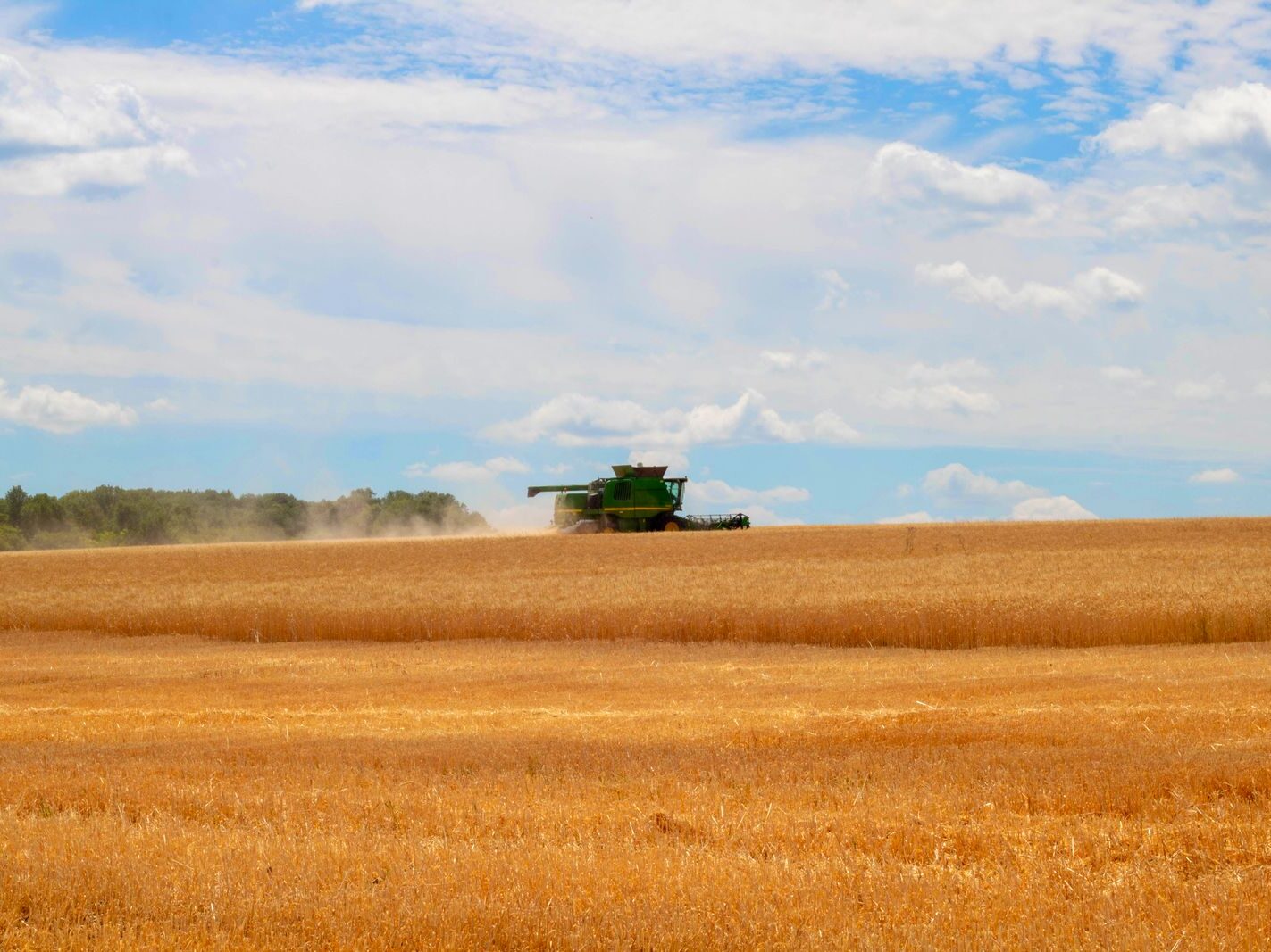 Wheat harvest in a Ukrainian field